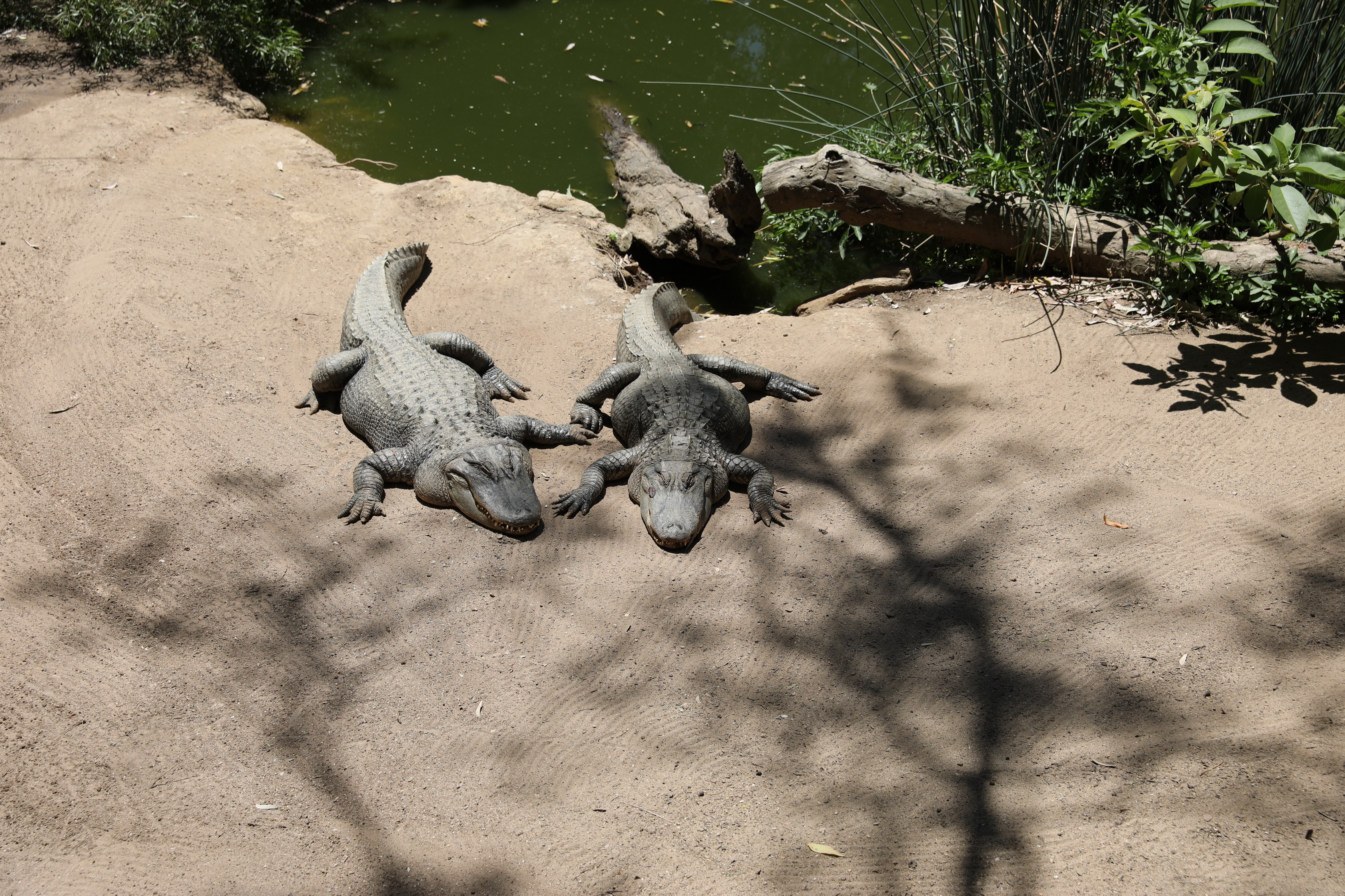 2019 11 22 13 23 40 Canon EOS 5D Mark IV 0003